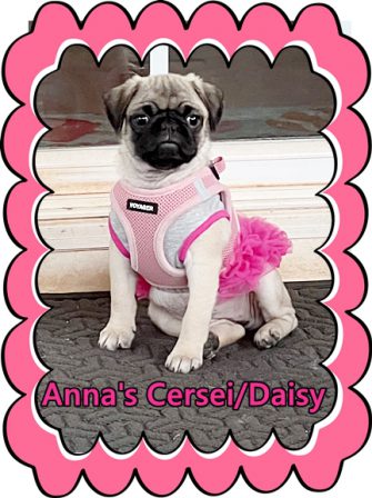 The Rochelle Family's little girl Daisy "pretty in pink" - Fawn Pug Puppies | The average dog is a nicer person than the average person.