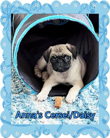 My light at the end of the tunnel is a treat! - Fawn Pug Puppies | Every boy who has a dog should also have a mother, so the dog can be fed regularly.
