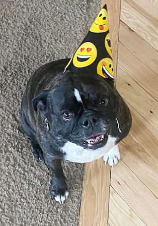 Do you get party hats for your birthday? - Adult Brindle Pug | The dog is a gentleman; I hope to go to his heaven not man's.