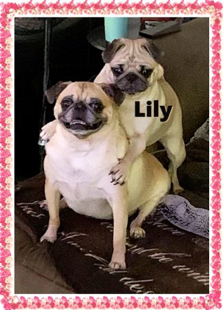 Dixie's & Aiken's Charlie aka Lily with her friend - Adult Fawn Pug | Do not make the mistake of treating your dogs like humans or they will treat you like dogs.