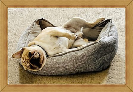 Big boys need belly rubs, too - Adult Apricot Pug | Heaven goes by favor, if it went by merit, you would stay out and your dog would go in.