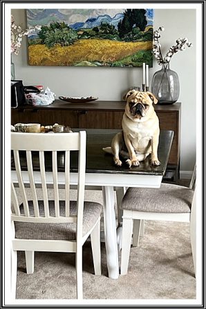 No, I am not a statue! - Adult Apricot Pug | Dogs are our link to paradise, they don't know evil or jealousy or discontent.