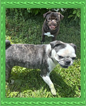 Chocula and his brindle panda girlfriend - Adult Multiple Color Pugs | To sit with a dog on a hillside on a glorious afternoon is to be back in Eden.