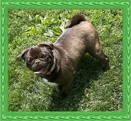 Now this is a chocolate pug!  His name is Count Chocula - Adult Multiple Color Pugs | No Matter how little money and how few possessions you own, having a dog makes you rich.