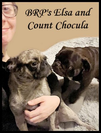 Ashley adopted both of these BRP retired breeders - Adult Multiple Color Pugs | No Matter how little money and how few possessions you own, having a dog makes you rich.