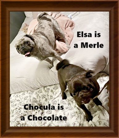 Elsa and Chocula had a litter together - Adult Multiple Color Pugs | There is no psychiatrist in the world like a puppy licking your face.