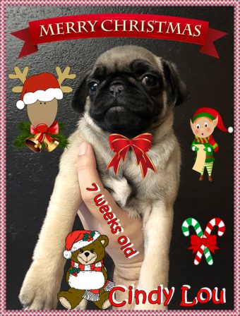 Merry Christmas! - Fawn Pug Puppies | To sit with a dog on a hillside on a glorious afternoon is to be back in Eden.