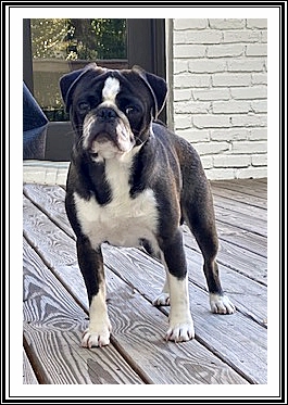 This gorgeous male came from K&M Krazy Pugs in MO - Adult Multiple Color Pugs | Once you have had a wonderful dog, a life without one is a life diminished.