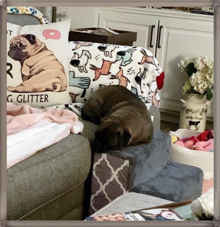 Cocoa sleeping at the top of the couch steps - Adult Multiple Color Pugs | Do not make the mistake of treating your dogs like humans or they will treat you like dogs.