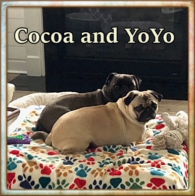 Kimmie & Steve's girls Cocoa and YoYo - Adult Multiple Color Pugs | Even the tiniest dog is lionhearted, ready to do anything to defend home and family.
