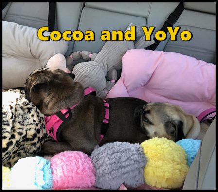 Are your traveling accommodations this comfy and cozy? - Adult Multiple Color Pugs | Don't accept your dog's admiration as conclusive evidence that you are wonderful.