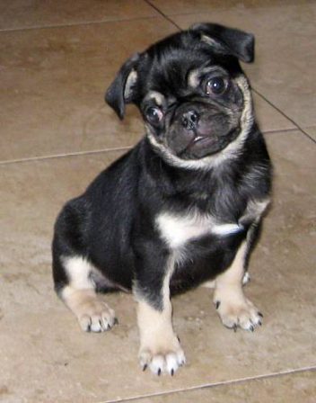 Steppin' out in my tux - Merle Pug Puppies | Petting, scratching, and cuddling a dog could be as soothing to the mind and heart as deep meditation and almost as good for the soul as prayer.