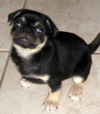 Colt 45, a rare black & tan - Multiple Color Pugs Puppies | If dogs could talk, perhaps we would find it as hard to get along with them as we do with people.