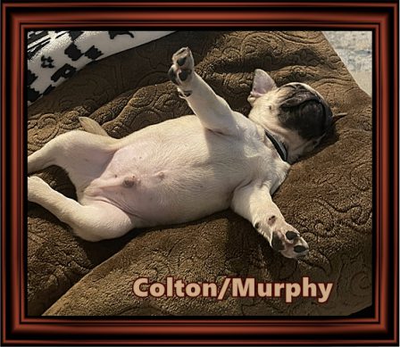 This is one happy little guy in his new home! - Fawn Pug Puppies | Petting, scratching, and cuddling a dog could be as soothing to the mind and heart as deep meditation and almost as good for the soul as prayer.
