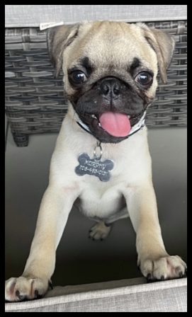 Skye's Colton/Murphy is one happy boy! - Fawn Pug Puppies | A dog will teach you unconditional love, if you can have that in your life, things won't be too bad.