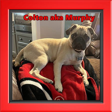 William's boy Murphy on his favorite place to chill - Fawn Pug Puppies | Dogs are our link to paradise, they don't know evil or jealousy or discontent.