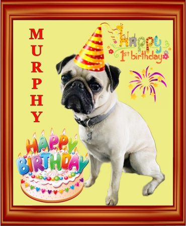 Murphy is one today 3.16.23! - Adult Fawn Pug | When a man's best friend is his dog, that dog has a problem.