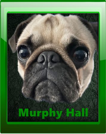 William is very proud of his boy Murphy - Adult Fawn Pug | I've seen a look in dogs' eyes, a quickly vanishing look of amazed contempt, and I am convinced that basically dogs think humans are nuts.