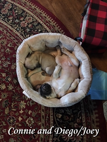 Pug puppies play hard and sleep hard!