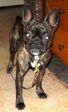 My names is Denver and I am a brindle Frug - Brindle Pug Puppies | Every boy who has a dog should also have a mother, so the dog can be fed regularly.