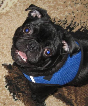 Who says pugs don't smile? - Black Pug Puppies | The average dog is a nicer person than the average person.