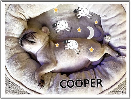 At home in his new bed counting sheep to put him in a restful sleep - Fawn Pug Puppies | There is no psychiatrist in the world like a puppy licking your face.