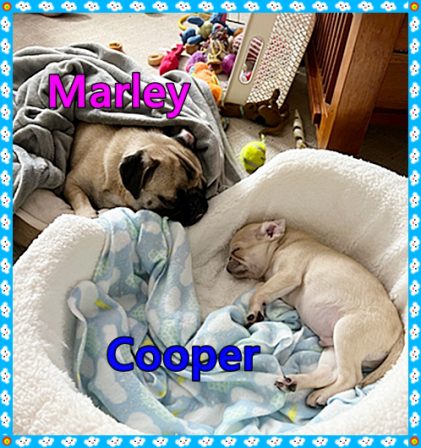 Marley is watching over baby Cooper - Multiple Color Pugs - Puppies and Adults | The dog has got more fun out of man than man has got out of the dog, for man is the more laughable of the two animals.