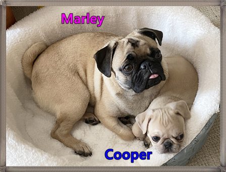 Marley loves her new baby brother Cooper - Multiple Color Pugs - Puppies and Adults | A dog will teach you unconditional love, if you can have that in your life, things won't be too bad.