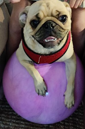 Cooper today at 1.5 years - Adult Apricot Pug | A dog is one of the remaining reasons why some people can be persuaded to go for a walk.