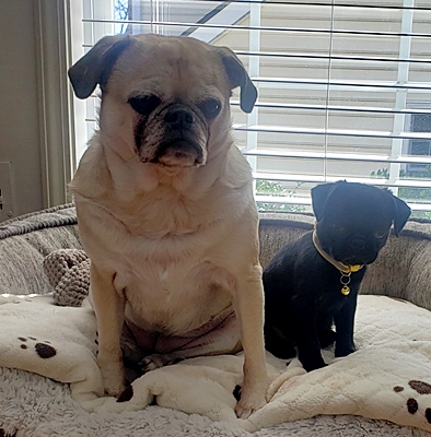 Even Chug Krikit lets me share her bed! - Multiple Color Pugs - Puppies and Adults | If a dog will not come to you after having looked you in the face, you should go home and examine your conscience.