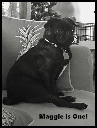 Happy Birthday, Maggie! - Adult Black Pug | If you don't own a dog, at least one, there is not necessarily anything wrong with you, but there may be something wrong with your life.