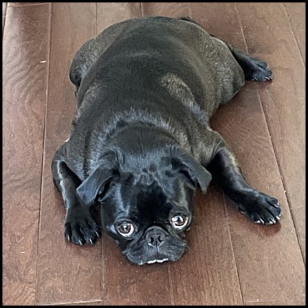 Why oh why isn't supper ready? - Adult Black Pug | Dogs feel very strongly that they should always go with you in the car, in case the need should arise for them to bark violently at nothing, right in your ear.