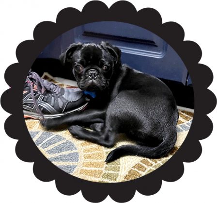 Oh, no!  Caught chewing on mom's shoe! - Black Pug Puppies | The average dog is a nicer person than the average person.