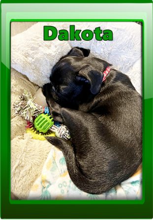 All that playing and shoe chewing made me tired! - Black Pug Puppies | The more people I meet, the more I love my dog.