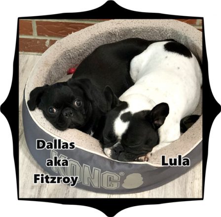 This is me with my Frenchie sister, Lula, when I was younger. - Black Pug Puppies | A dog is one of the remaining reasons why some people can be persuaded to go for a walk.