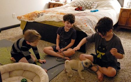 Dalton/Mylo entertaining his boys - Fawn Pug Puppies | I think we are drawn to dogs because they are the uninhibited creatures we might be if we weren't certain we knew better.