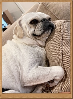 Snow's Dave/Louie just chillin' - Adult White Pug | Money will buy you a pretty good dog, but it won't buy the wag of his tail.