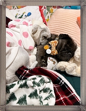 Louie and Enzo sleeping soundly as the Sugar Plum Fairies dance over their heads - Adult Multiple Color Pugs | If you think dogs can't count, try putting three dog biscuits in your pocket and give him only two of them.