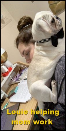 Snow's Dave aka Louie helping mom at work! - White Pug Puppies | Did you ever walk into a room and forget why you walked in? I think that is how dogs spend their lives.
