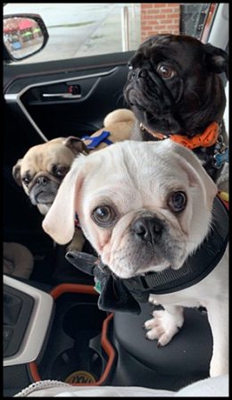 What a good looking bunch! - Multiple Color Pugs - Puppies and Adults | The one absolutely unselfish friend that man can have in this selfish world, the one that never deserts him, the one that never proves ungrateful or treacherous, is his dog.