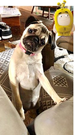 Delanie/Bella knows exactly what you are saying - Fawn Pug Puppies | The more people I meet, the more I love my dog.