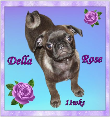 Della Rose is a sweet platinum chocolate girl - Silver Pug Puppies | A dog is the only thing that can mend a crack in your broken heart.