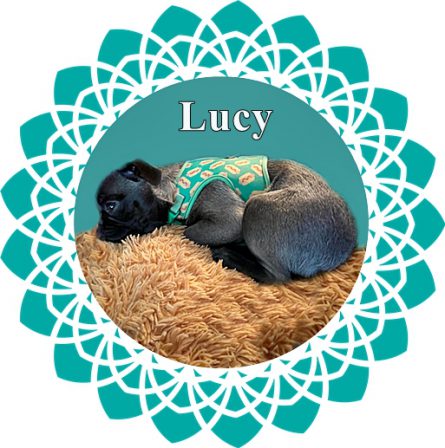 Sheree's Little Lady Lucy - Silver Pug Puppies | Outside of a dog, a book is man's best friend - inside of a dog it's too dark to read.