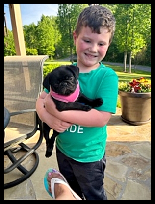 Little boys just love pug puppies and Destiny is good with that! - Black Pug Puppies | If dogs could talk, perhaps we would find it as hard to get along with them as we do with people.