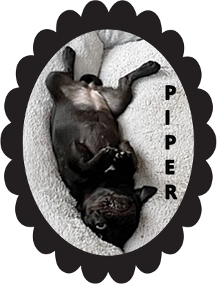 Here I am in the bed of luxury in my favorite position - Black Pug Puppies | I think we are drawn to dogs because they are the uninhibited creatures we might be if we weren't certain we knew better.