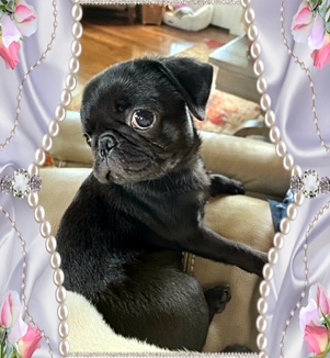 Lights, curtains, camera! - Black Pug Puppies | Petting, scratching, and cuddling a dog could be as soothing to the mind and heart as deep meditation and almost as good for the soul as prayer.