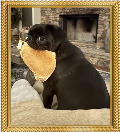Deb T's Precious Piper - Black Pug Puppies | A dog can't think that much about what he's doing, he just does what feels right.