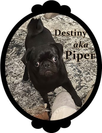 I like my mom's slippers - Black Pug Puppies | A dog can't think that much about what he's doing, he just does what feels right.