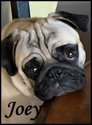 Nala is my furry mom and Nancy is my human mom. - Fawn Pug Puppies | The great pleasure of a dog is that you may make a fool of yourself with him and not only will he not scold you, but he will make a fool of himself too.