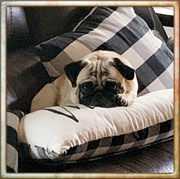 Diego/Joey is the love of Nancy's life - Adult Fawn Pug | I've seen a look in dogs' eyes, a quickly vanishing look of amazed contempt, and I am convinced that basically dogs think humans are nuts.